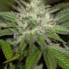 Sapphire OG