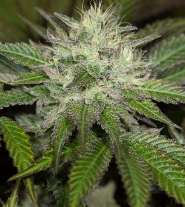 Sapphire OG