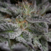 Sapphire OG