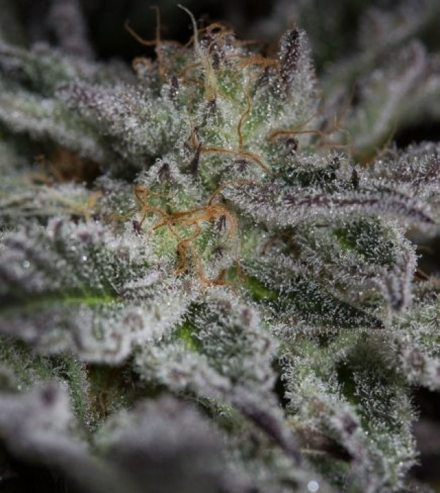Sapphire OG