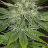 Sapphire OG