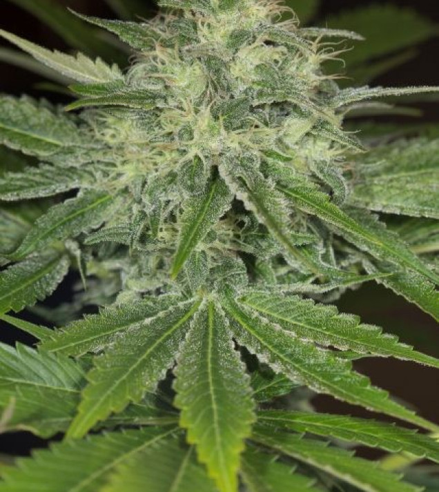 Sapphire OG