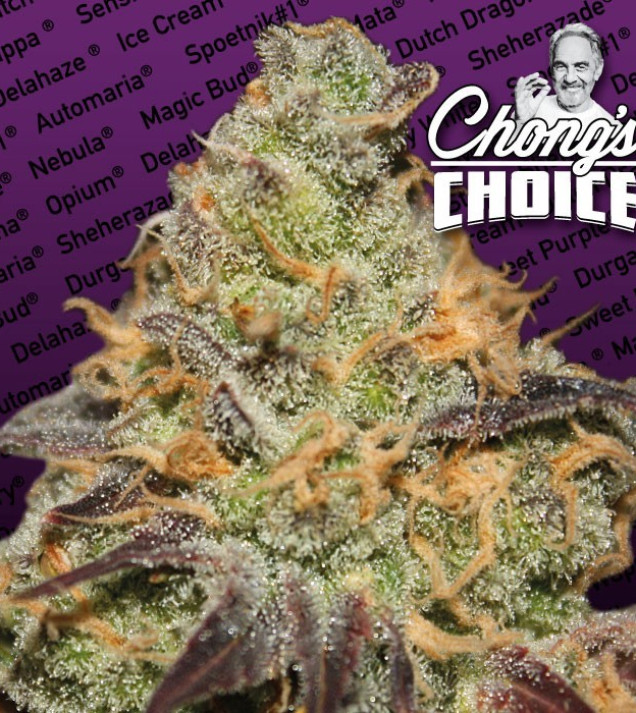 Blue Kush Berry