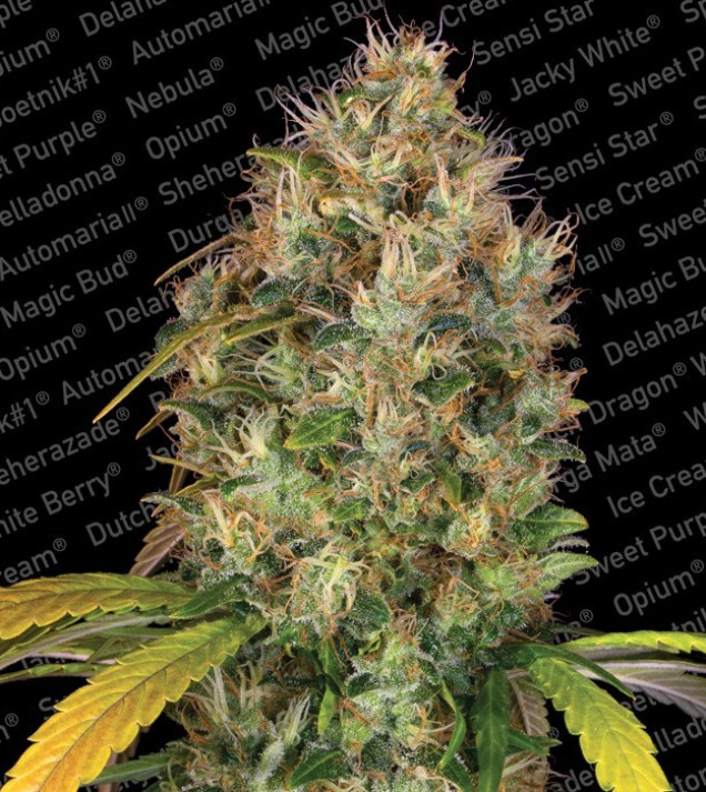 Dutch Kush