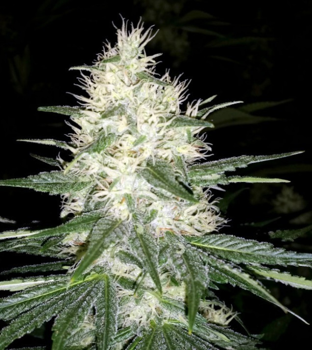 Dutch Kush