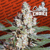 L.A. Amnesia