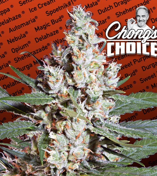 L.A. Amnesia