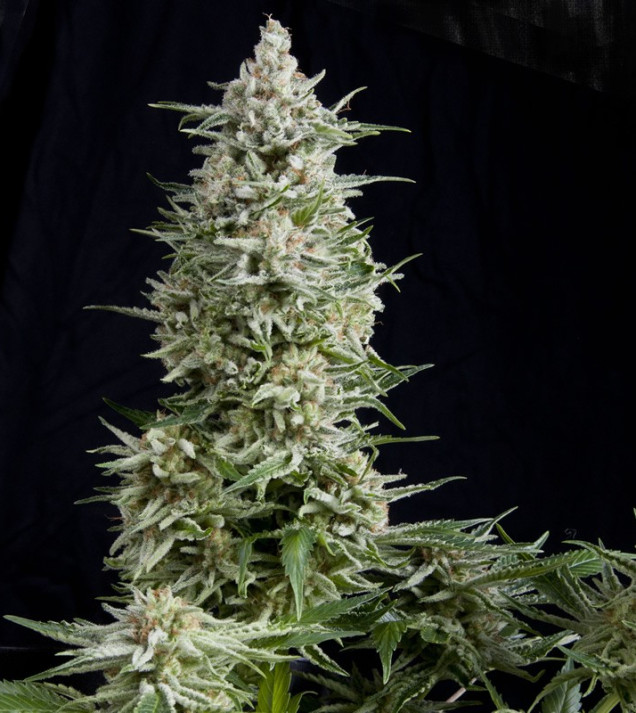 Amnesia Gold