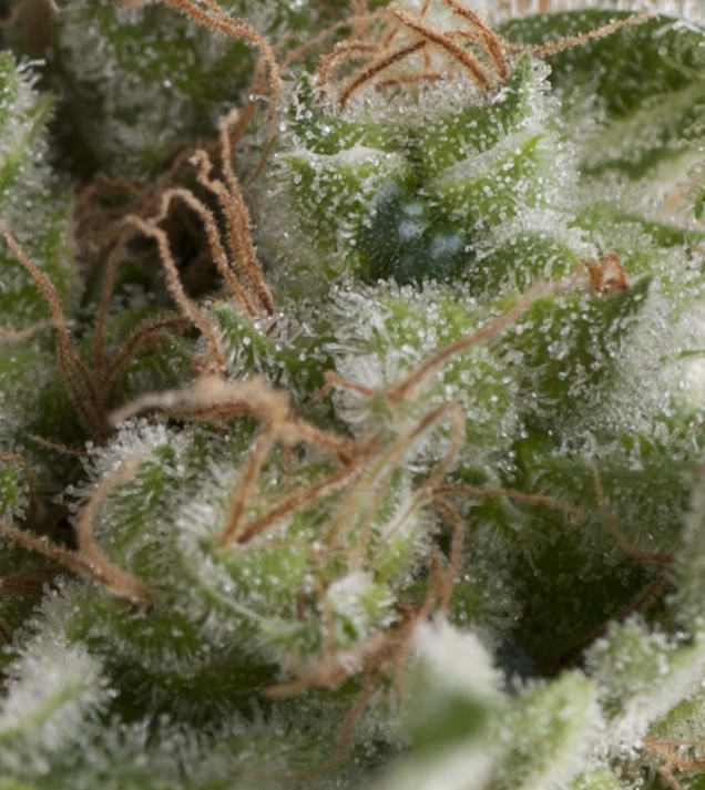 Auto American Pie
