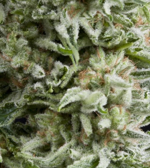 Auto Amnesia Gold