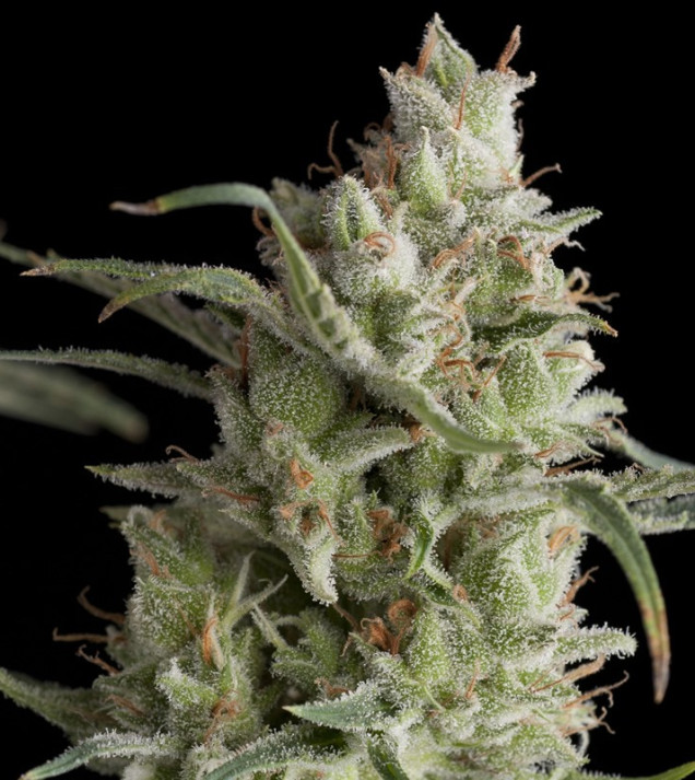 Super OG Kush