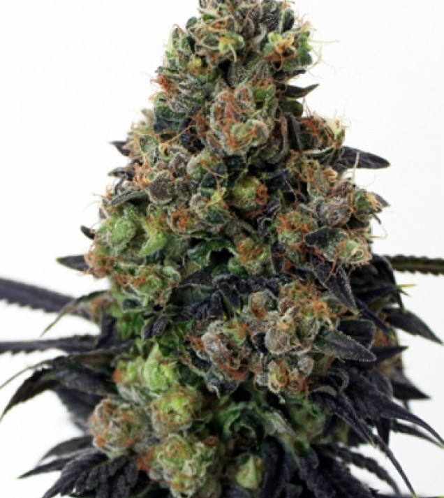 Acid Dough