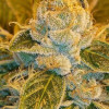 Sour Ripper