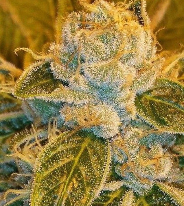 Sour Ripper