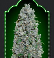 Auto Afghan Mass XXL