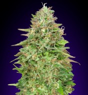 Critical Poison Fast Version