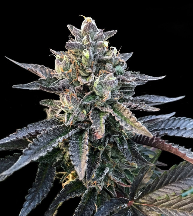 Gelato Sorbet