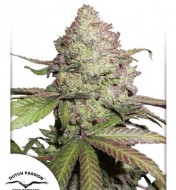 CBD Auto Charlotte's Angel