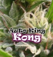 Auto King Kong