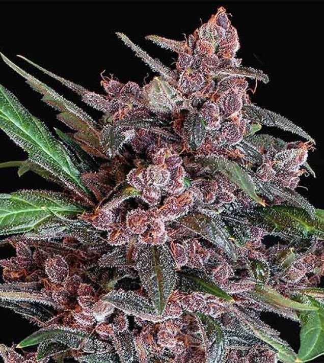 Black Lemon Auto