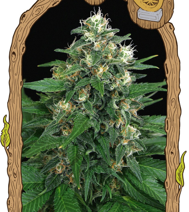 Exotic Thai