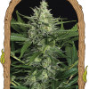 Green Gummy