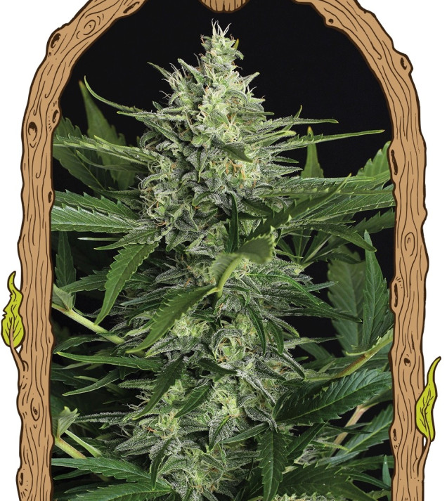 Green Gummy