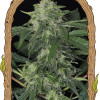 Jungle Fever Auto
