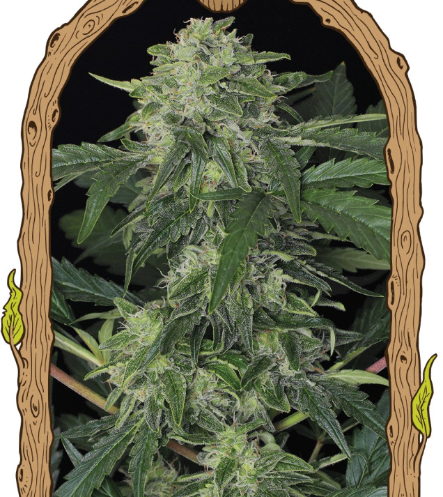 Jungle Fever Auto