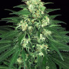 Lemon Candy