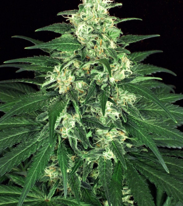Lemon Candy