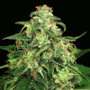 Mango Cream Auto