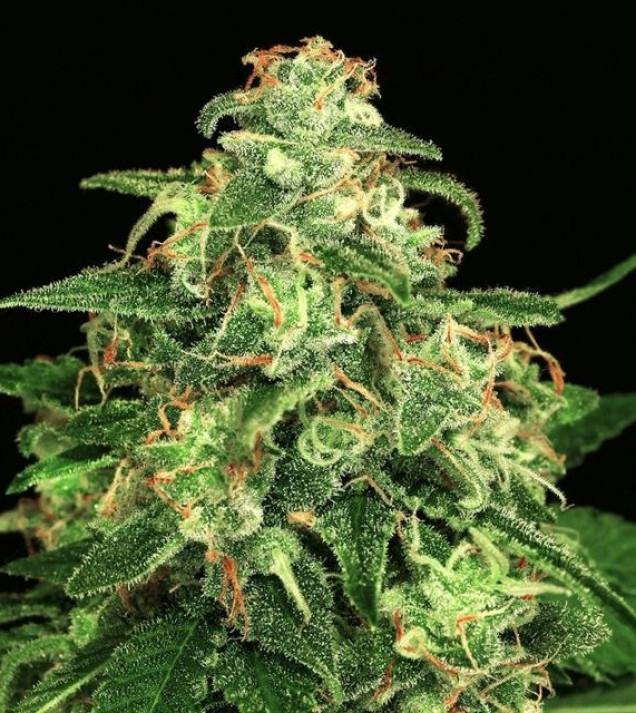 Mango Cream Auto