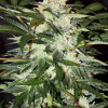 Monster Mash Auto