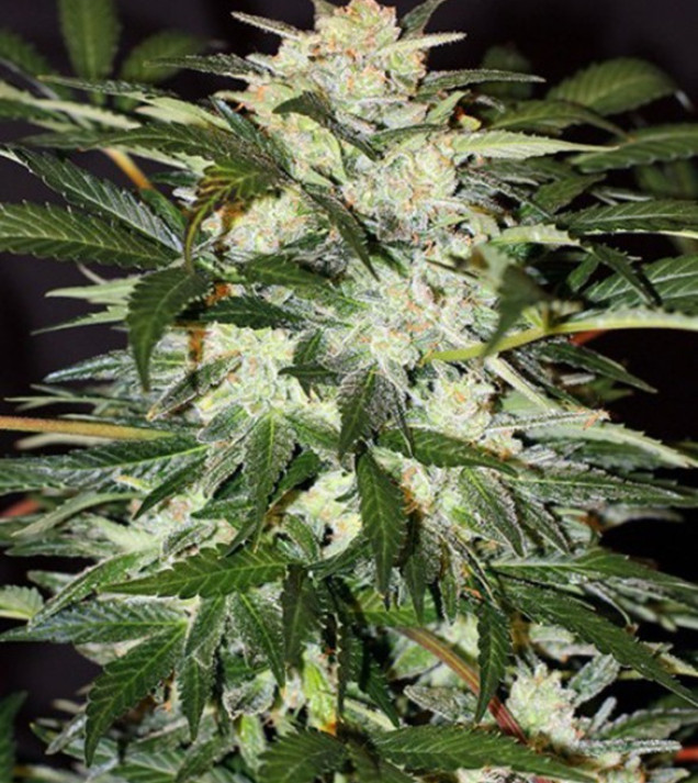Monster Mash Auto