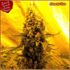 Sativa Des Rois