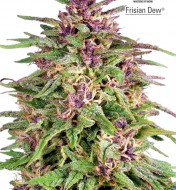Frisian Dew