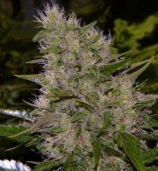 Critical Mass Regular