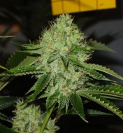 Medicine Man Regular