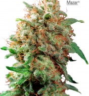 Mazar