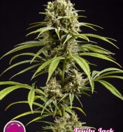 Fruity Jack / Jack El Frutero