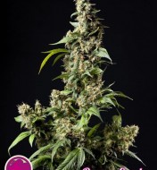 Orange Candy / Naranchup