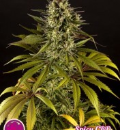 Spicy CBD / Superjuani