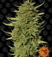 Critical Kush Regular