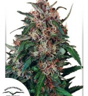 Holland's Hope Regular