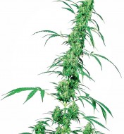 Fruity Juice Regular