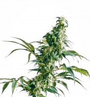 Mexican Sativa Regular
