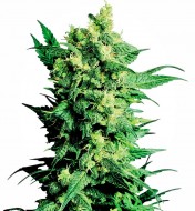 Shiva Shanti II Regular