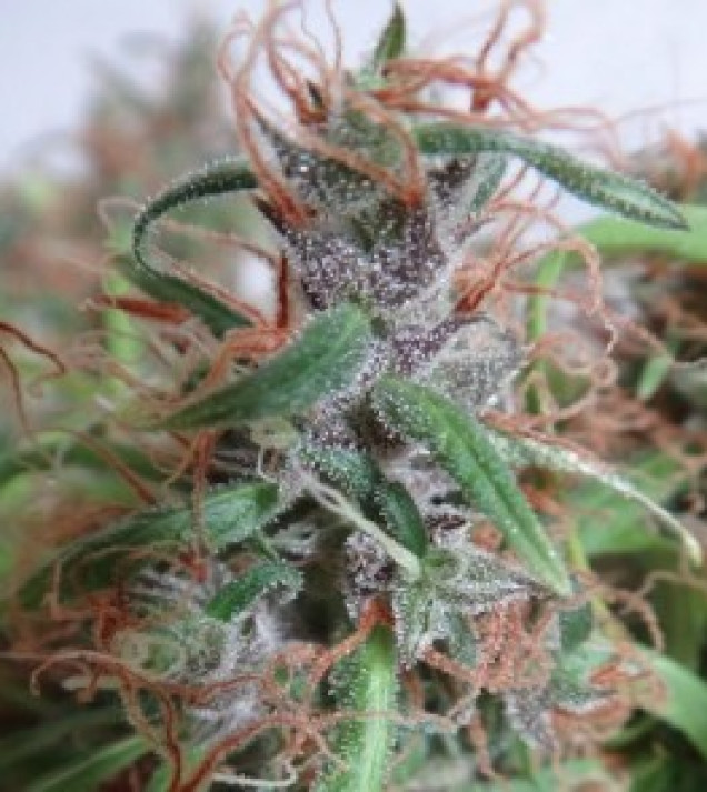 Honduras Regular