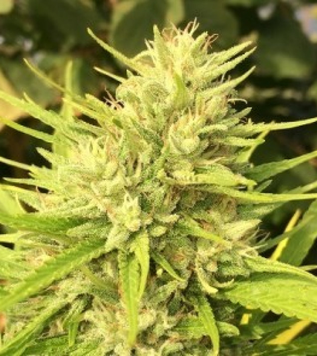Malawi x Panama Regular